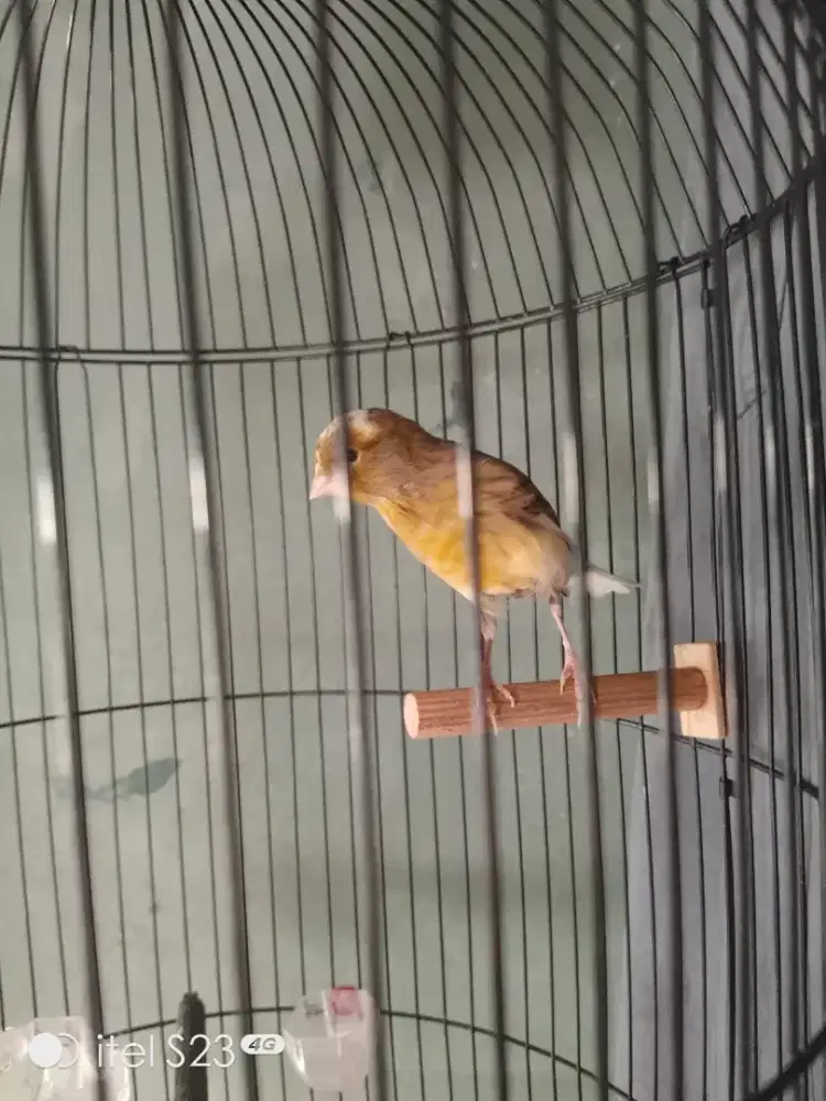 Kenari paud loper bon cerah