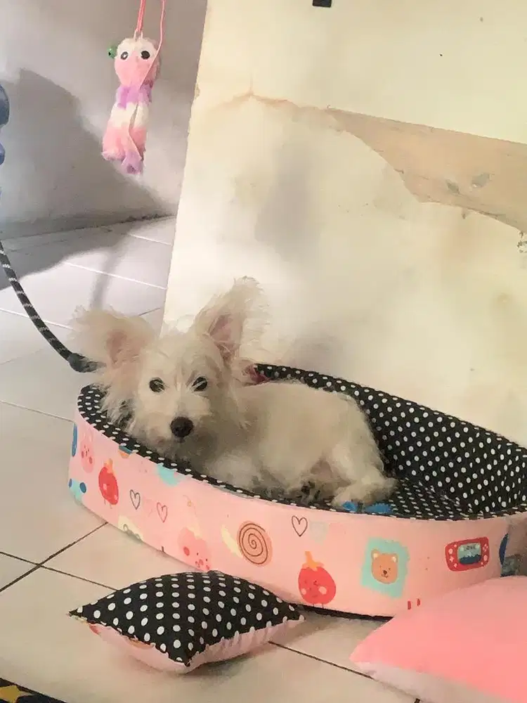 Anjing rasa campuran