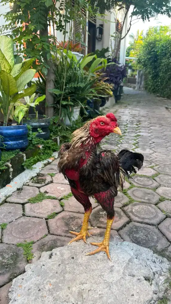 Ayam Mangon ada darah pakoy