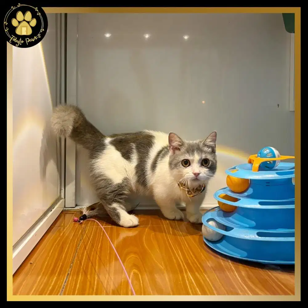 KUCING KITTEN MUNCHKIN BSH BROTISH SHORTHAIR BICO BLUE