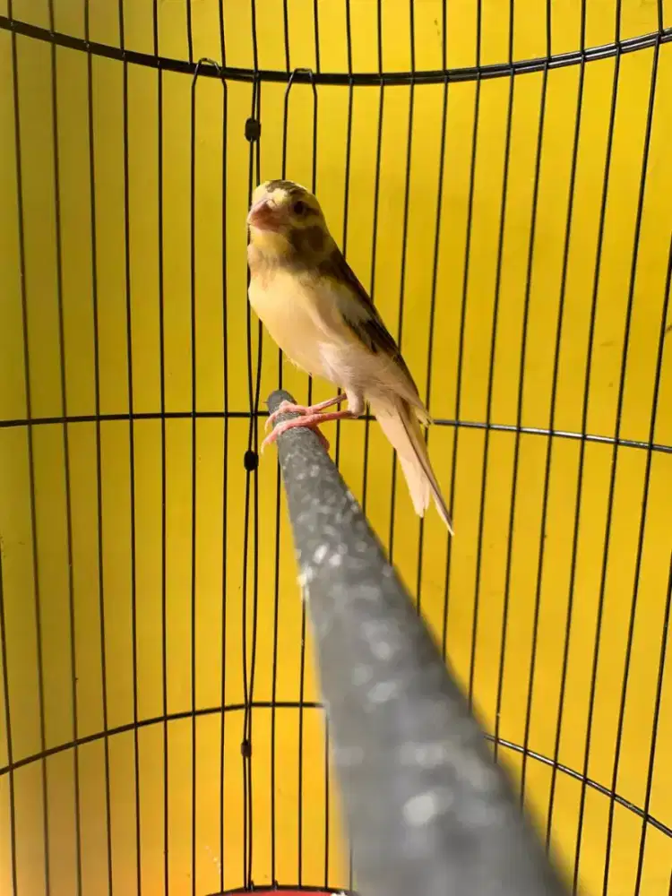 Kenari paud Afsf wiksar ngelagu JANTAN PROSPEK