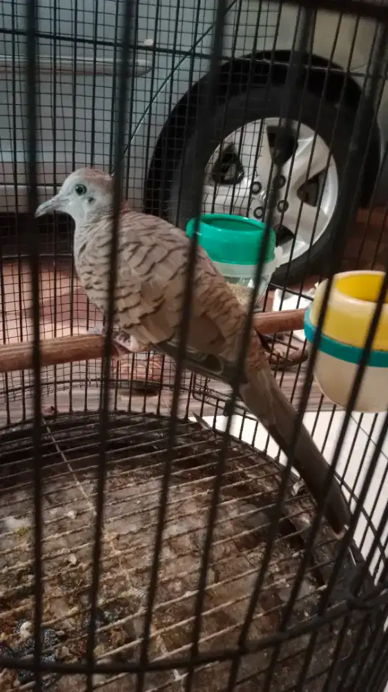 Perkutut bangkok gacor cetrekkan