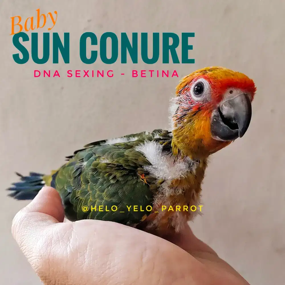 Baby Sun Conure / Sunconure DNA Sexing BETINA