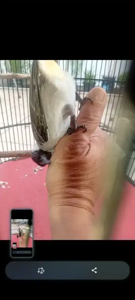 Kutilang Pikat Cengkram