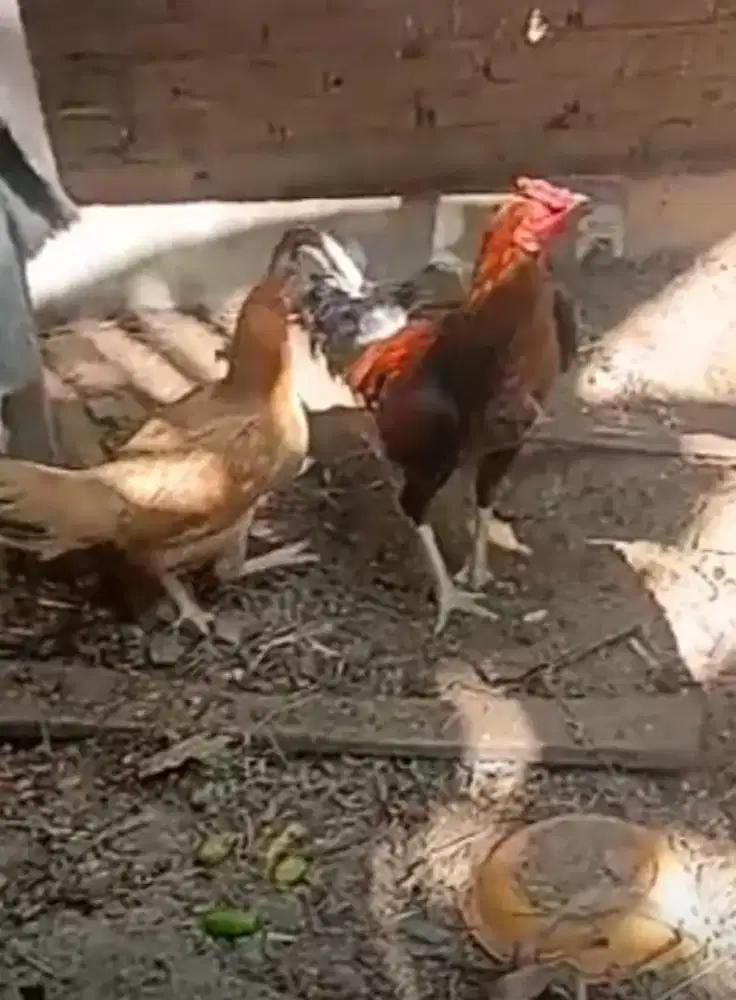 sepasang ayam semi ekor lidi