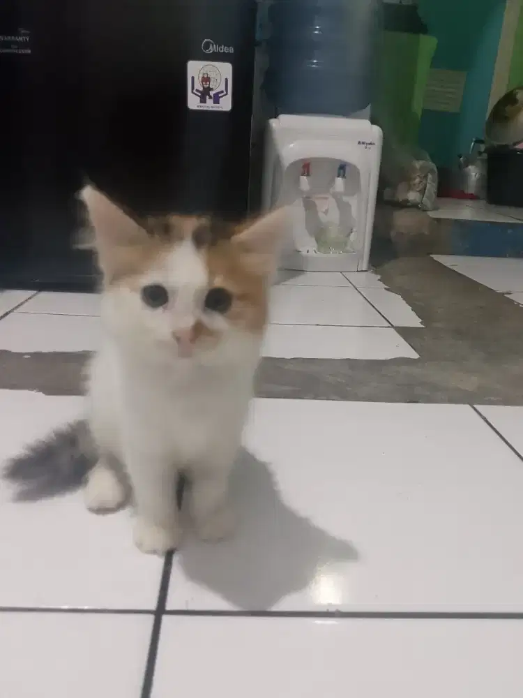 Kitten persianya