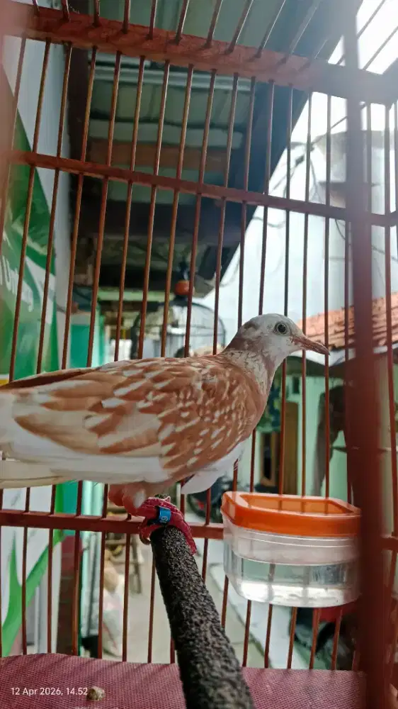 Burung Tekukur warna