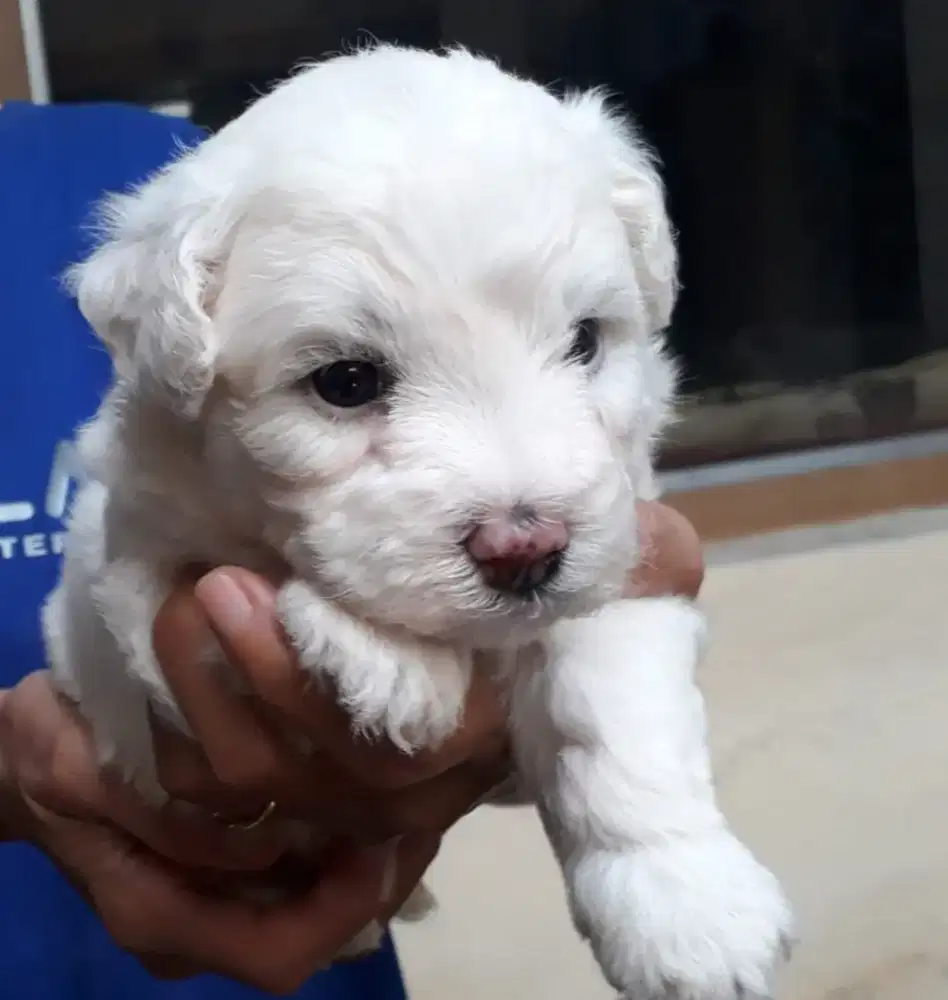 BICHON FRISE BETINA STAMBUM VAKSIN KUALITAS BAGUS