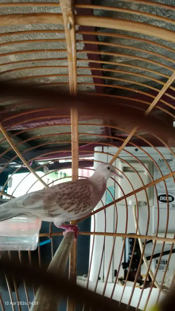 Burung tekukur leopard