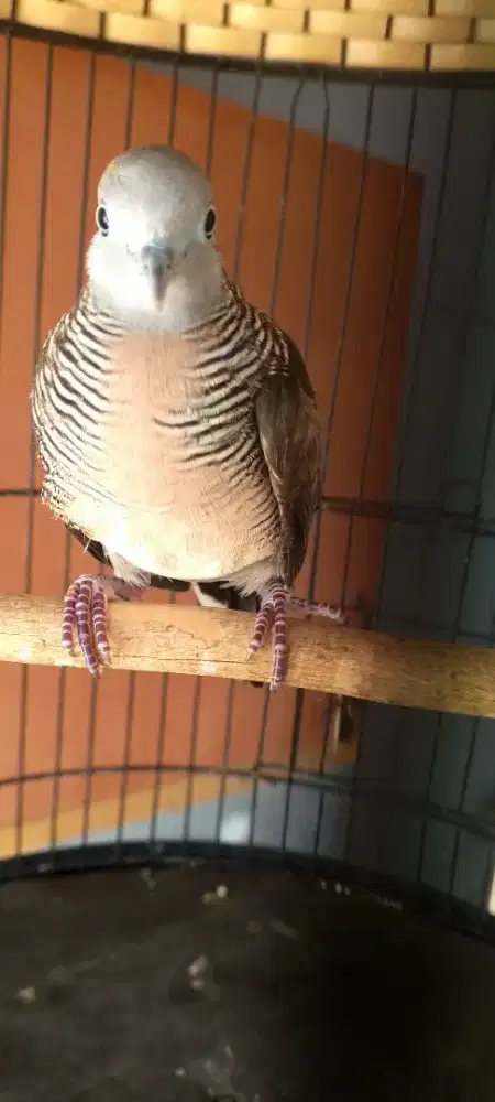 Burung berkutut lokal