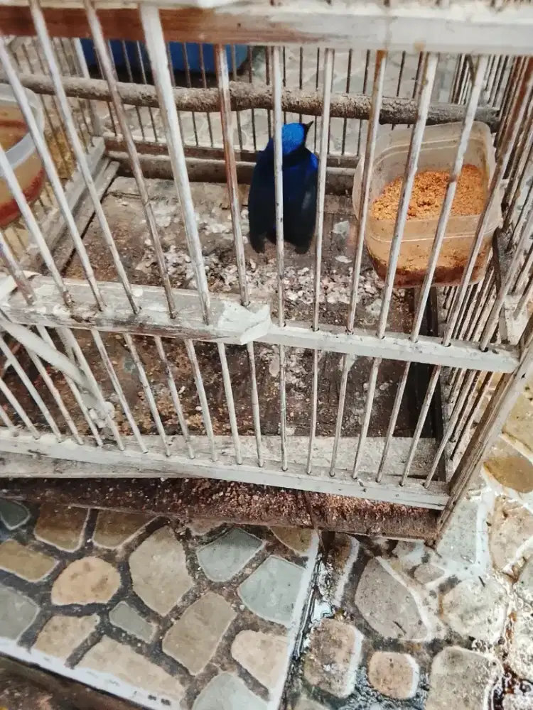 Jual burung niltava jantan