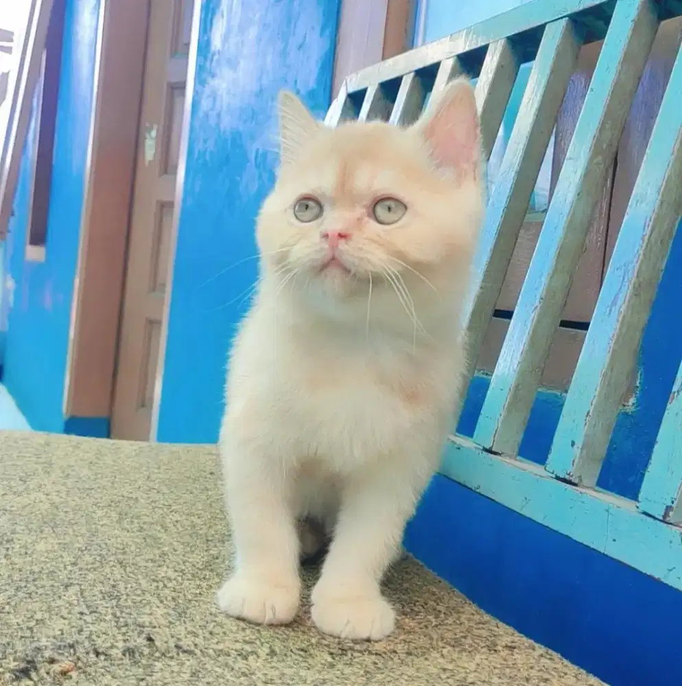 Kitten mix breed BSH warna cream langka