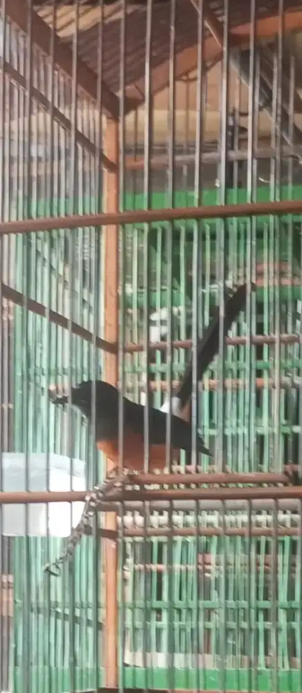 Jual burung murai pastol