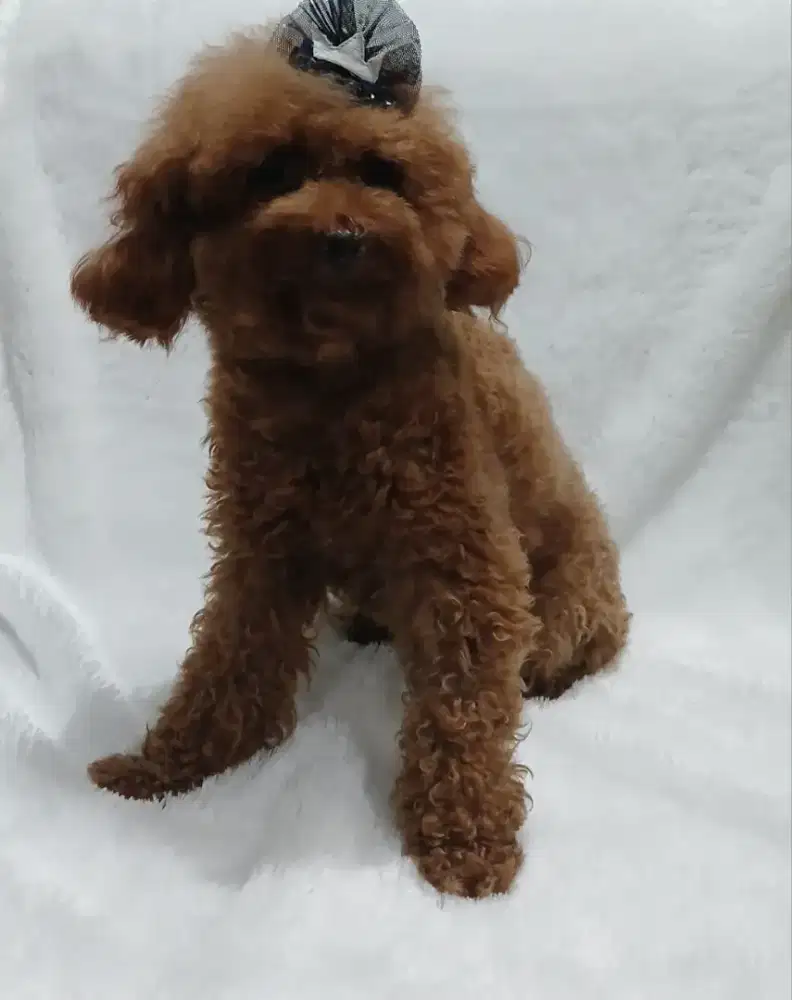 Red toy poodle betina loops