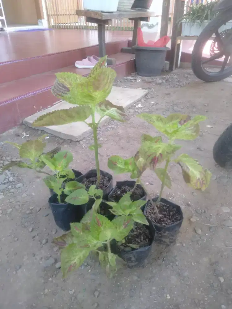 Menjual Bunga Miyana