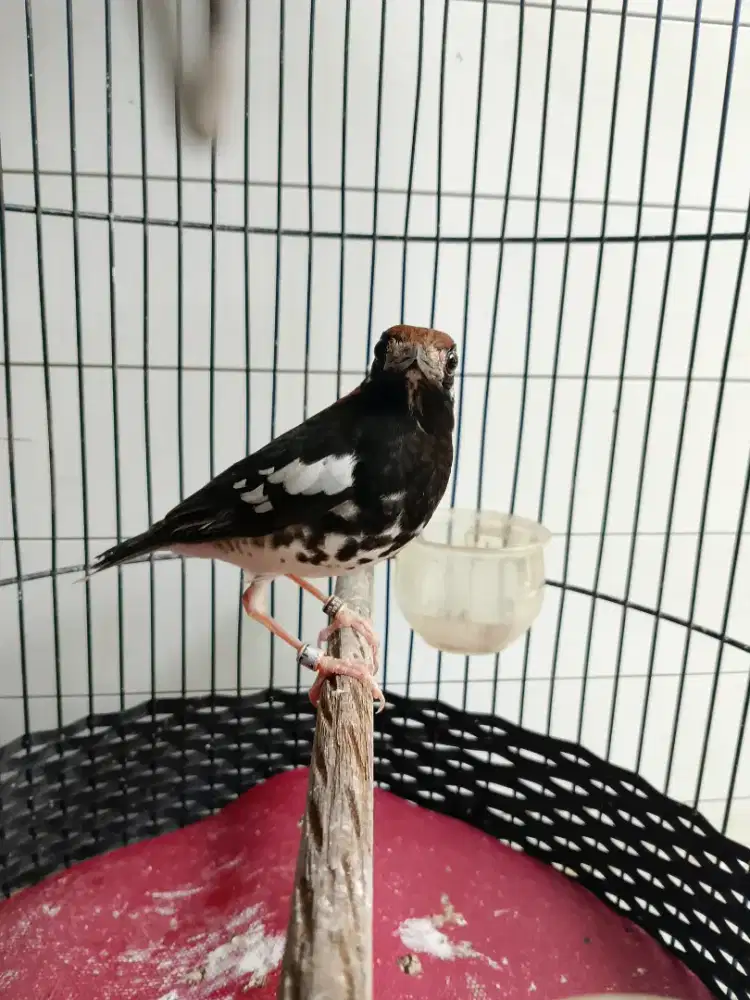 Anis kembang Jantan Double Ring