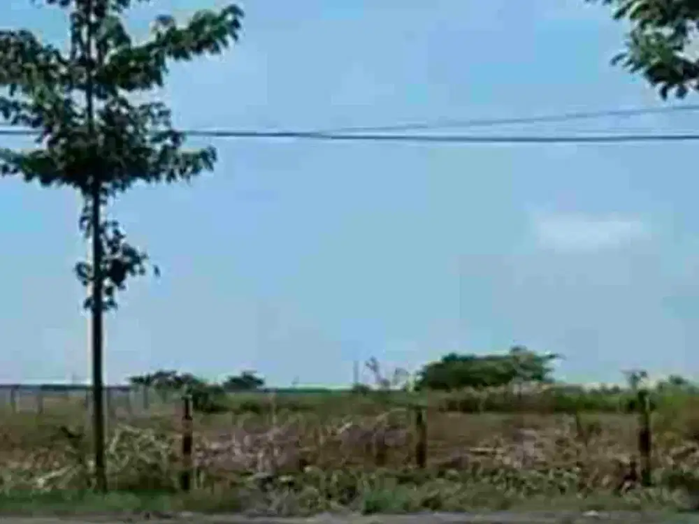 Tanah 4 Hektar  Kec Widang Tuban