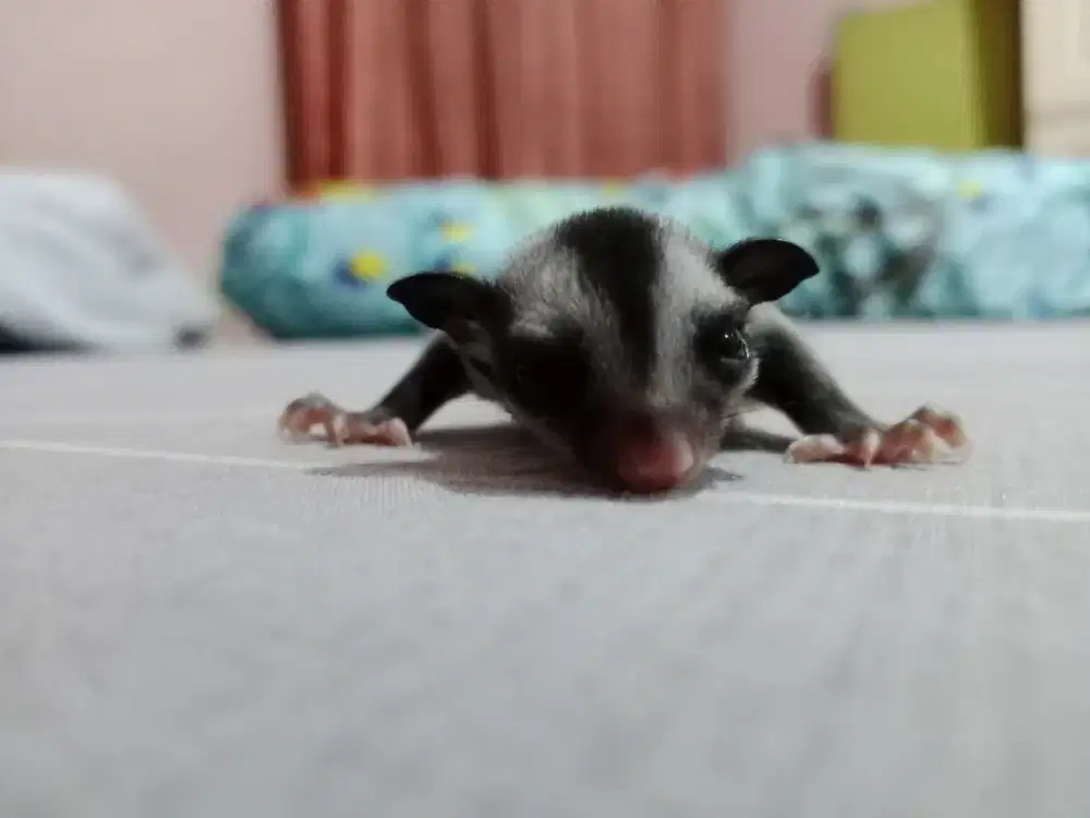 Sugar glider Classic Grey jantan Joey