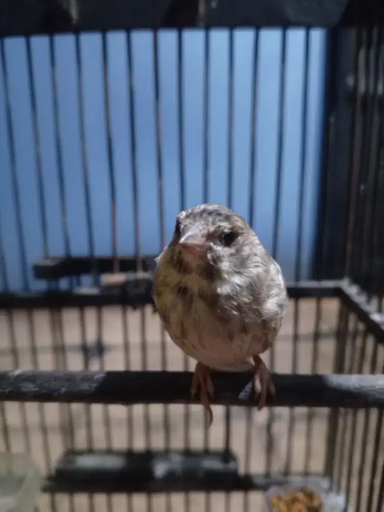 Sanger jantan ngeroll