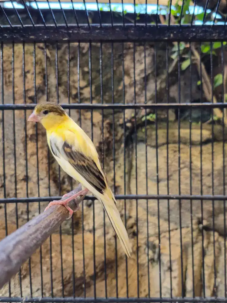 Kenari F1ys x F1sf Bon Kuning