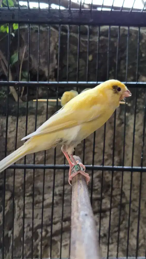 Kenari AF Big + Longsize