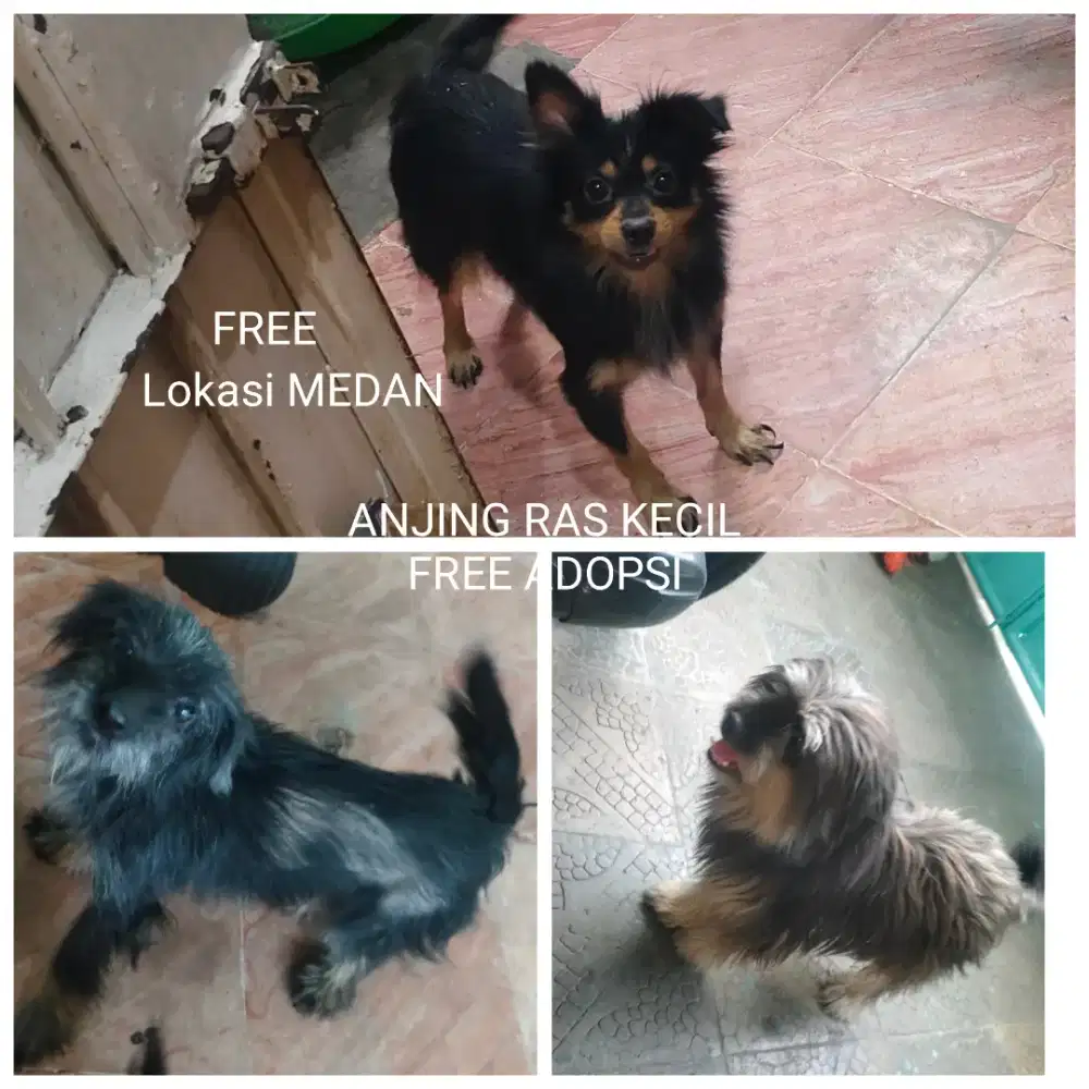 Free Adopsi anjing kecil Ras campuran