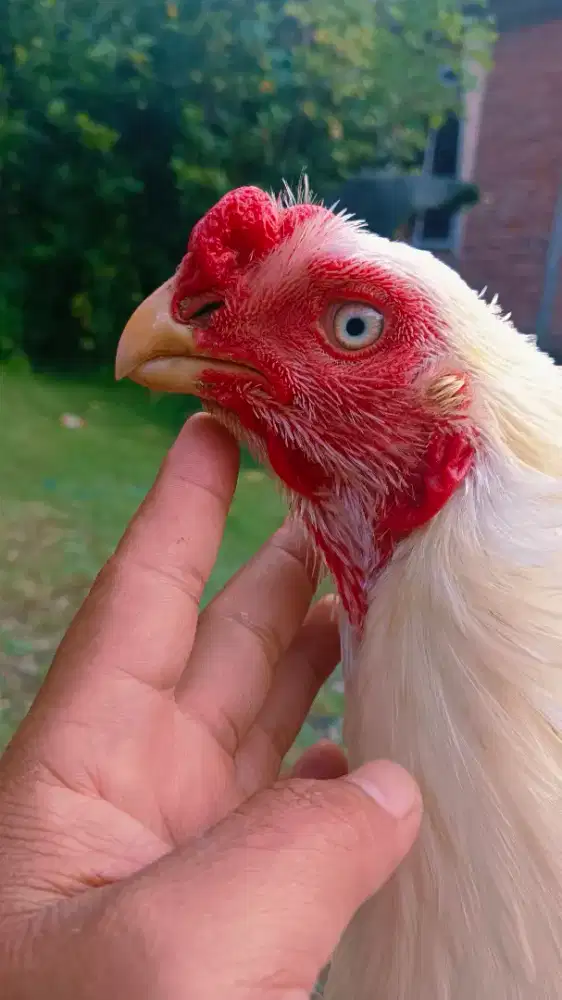 Ayam hias aseel parot