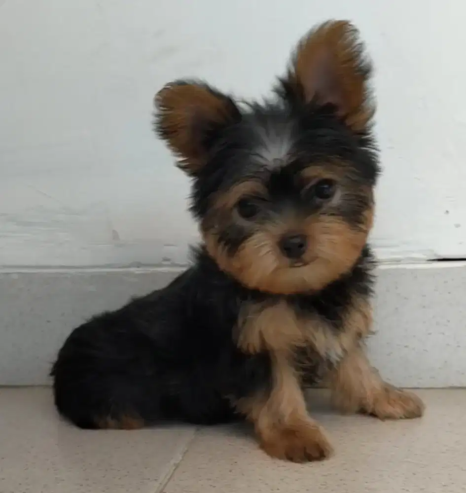 Anakan Yorkie female mini size good quality
