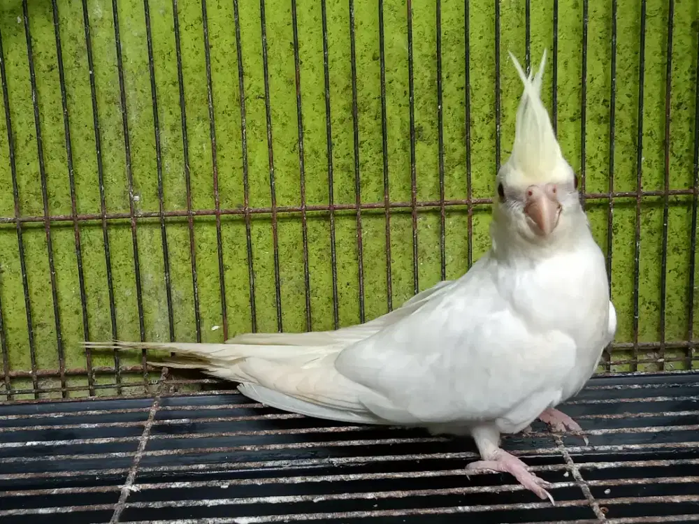 Burung Falk Albino CF