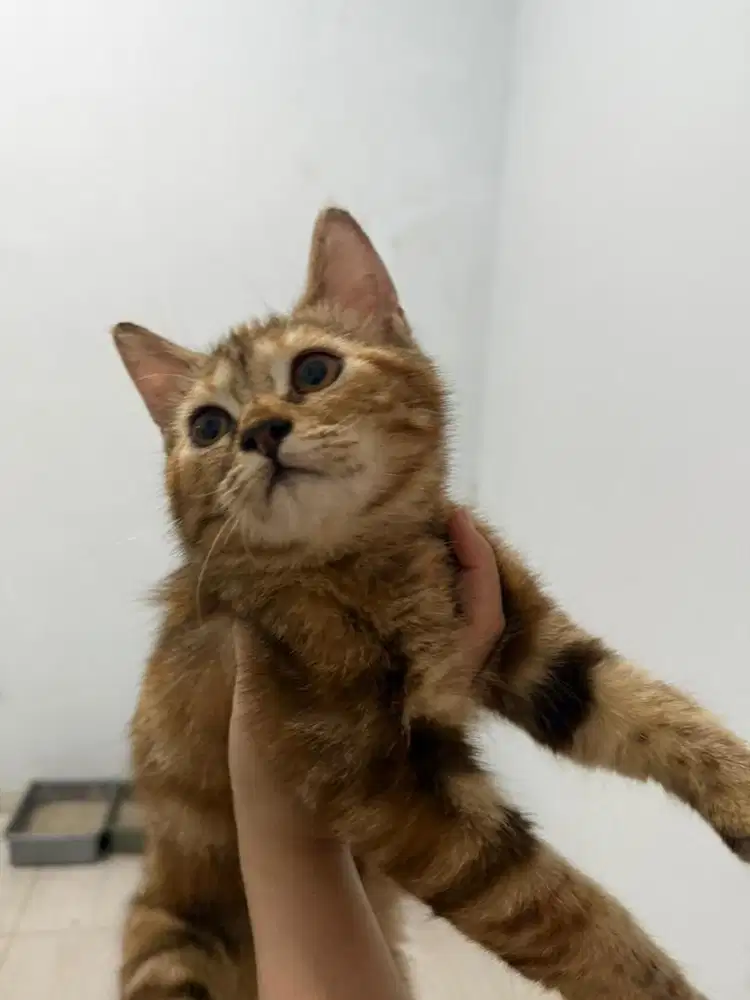 KUCING GANTI PAKAN KUCING