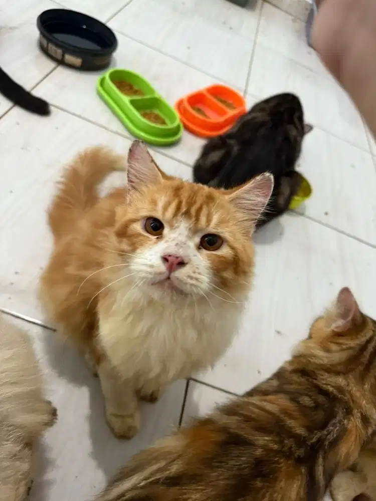 KUCING GANTI PAKAN KUCING