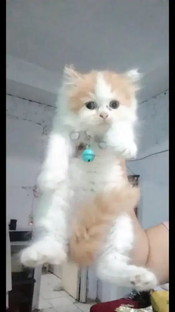 Kitten persia mix Peaknose long hair lepas adopt