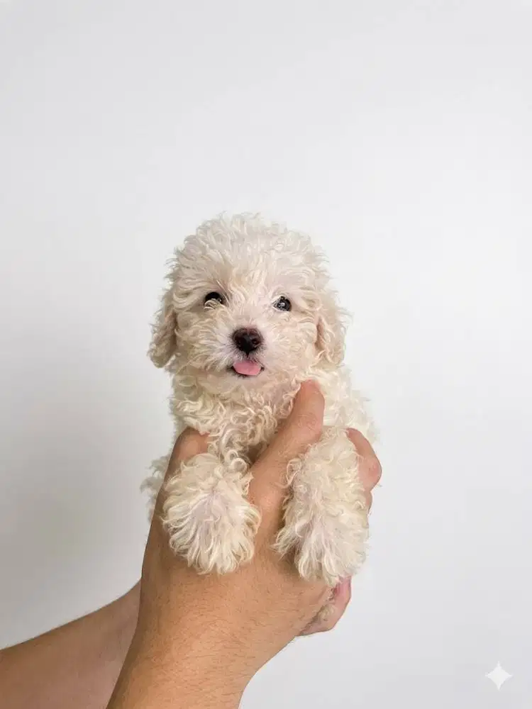Toy Poodle Surabaya Betina Light Apricot (Stambum & Vaksin Lengkap)