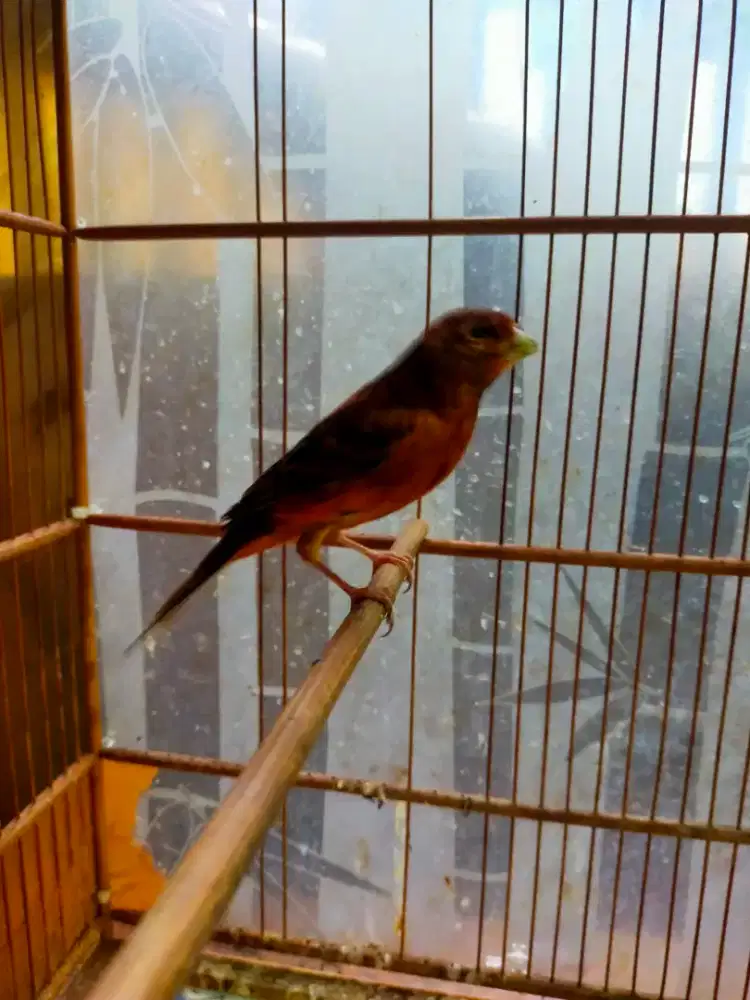 Burung kenari lokal super jantan