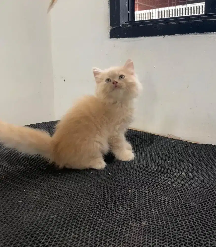 Scotish straight longhair