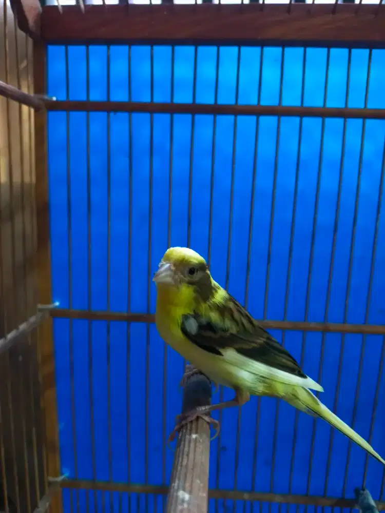 Burung kenari paud/anak jantan