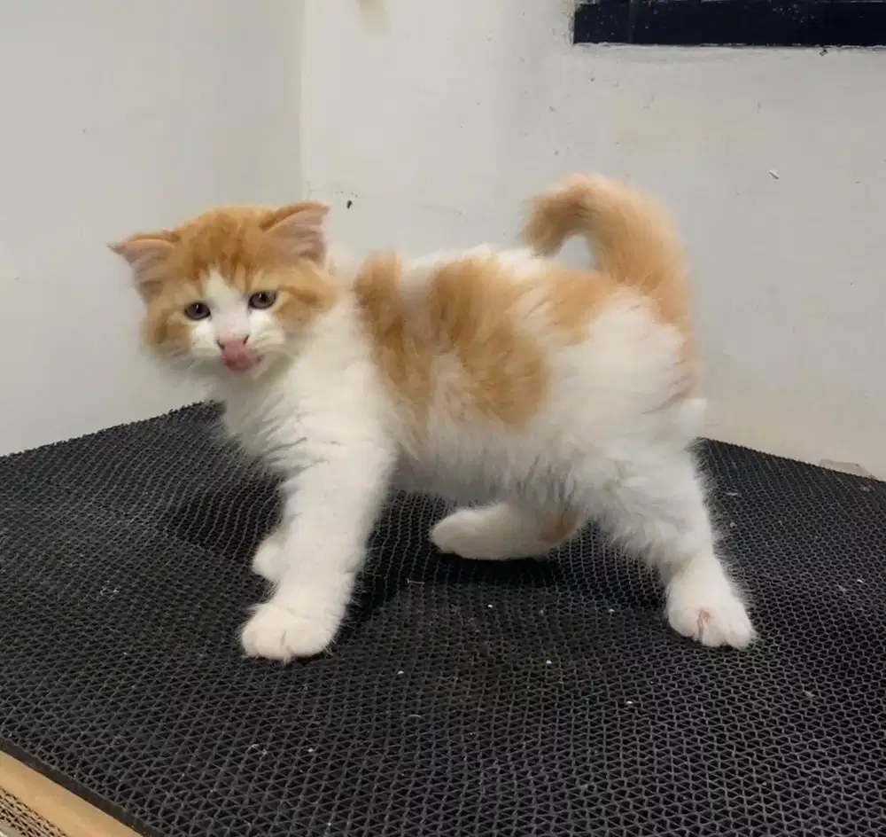 Scotish fold longhair