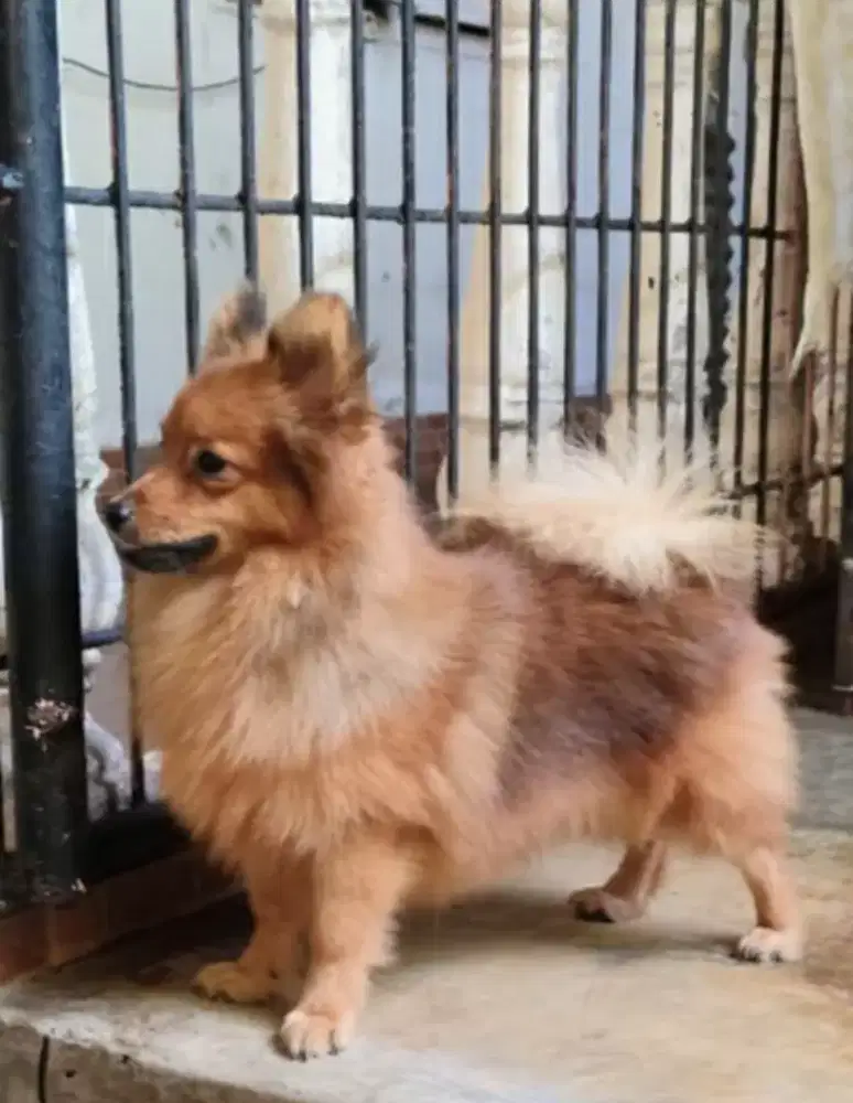 German Spitz (Pomeranian) 2 jantan