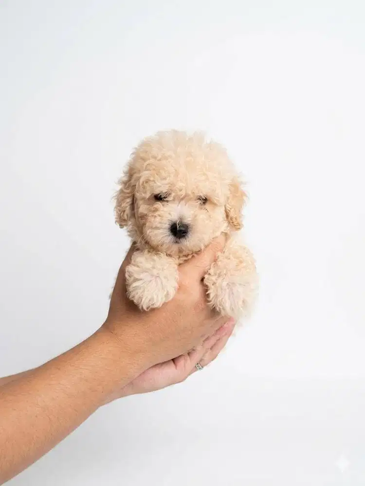 Toy Poodle Surabaya Jantan Light Apricot (Stambum & Vaksin Lengkap)