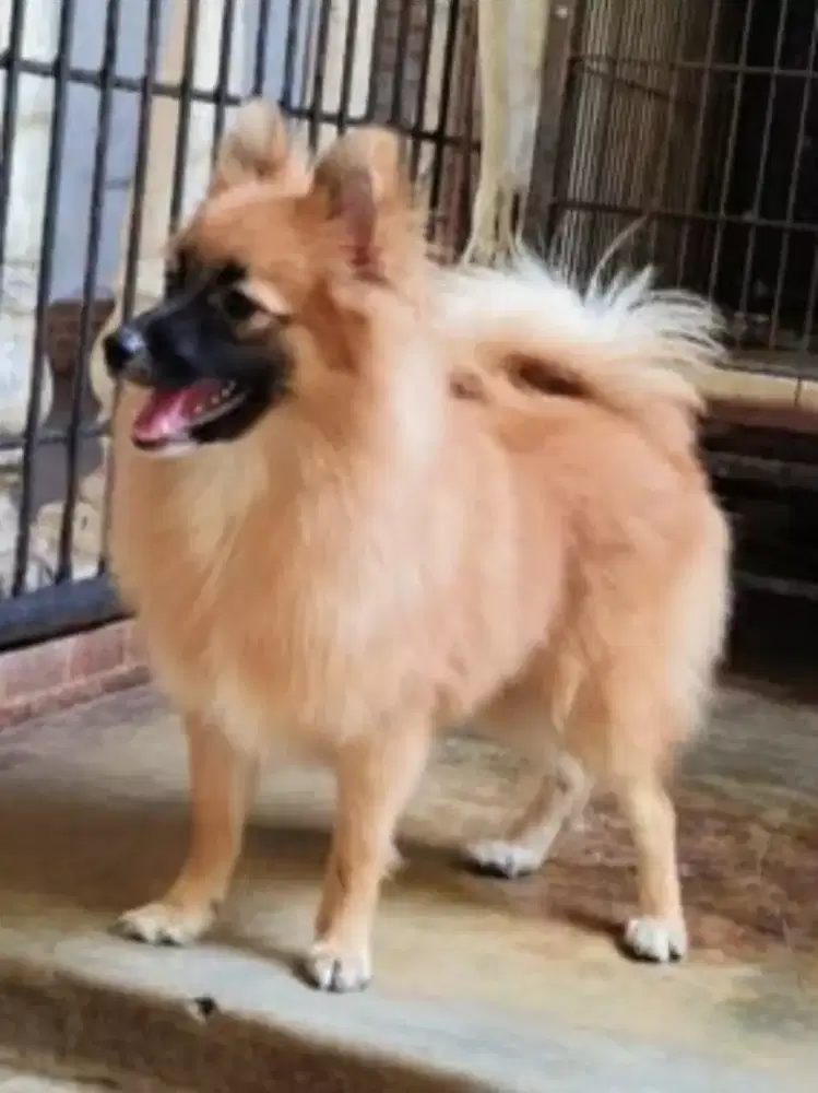 Pomeranian(German Spitz) anakan usia 3 bulan