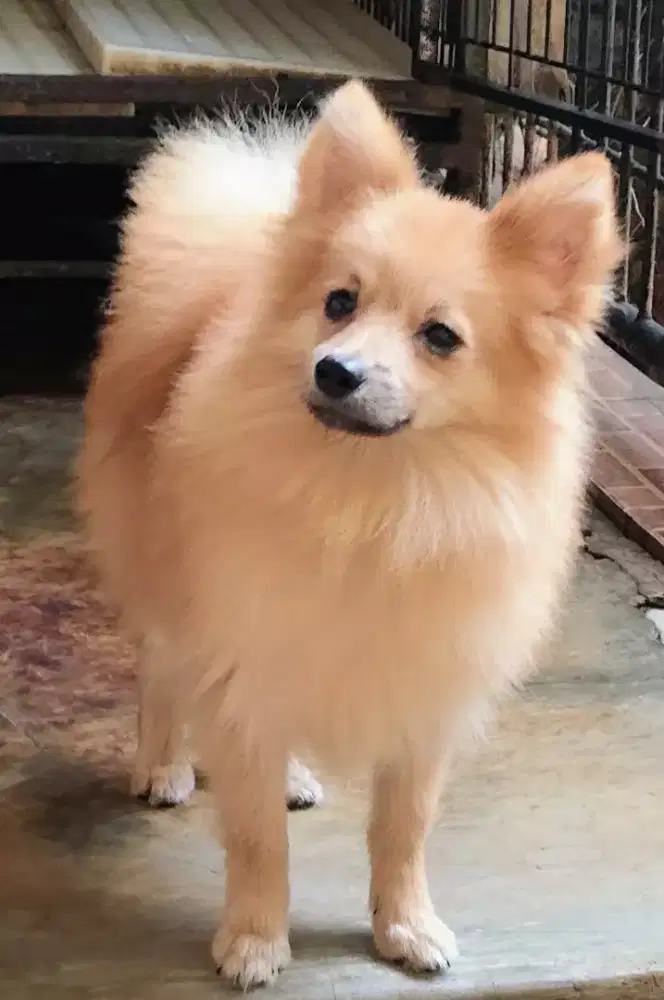 Pomeranian(German Spitz) jantan