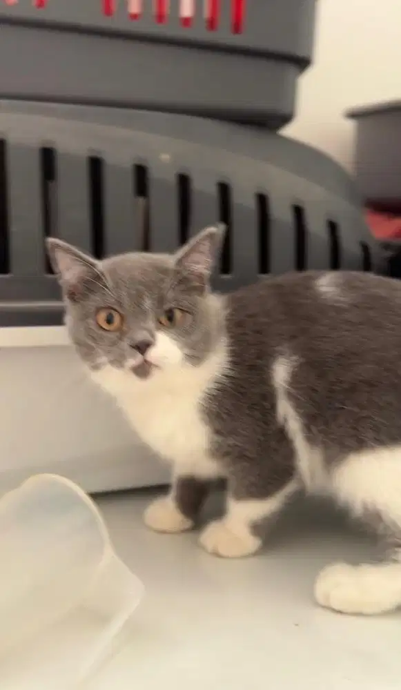 Kucing British Shorthair