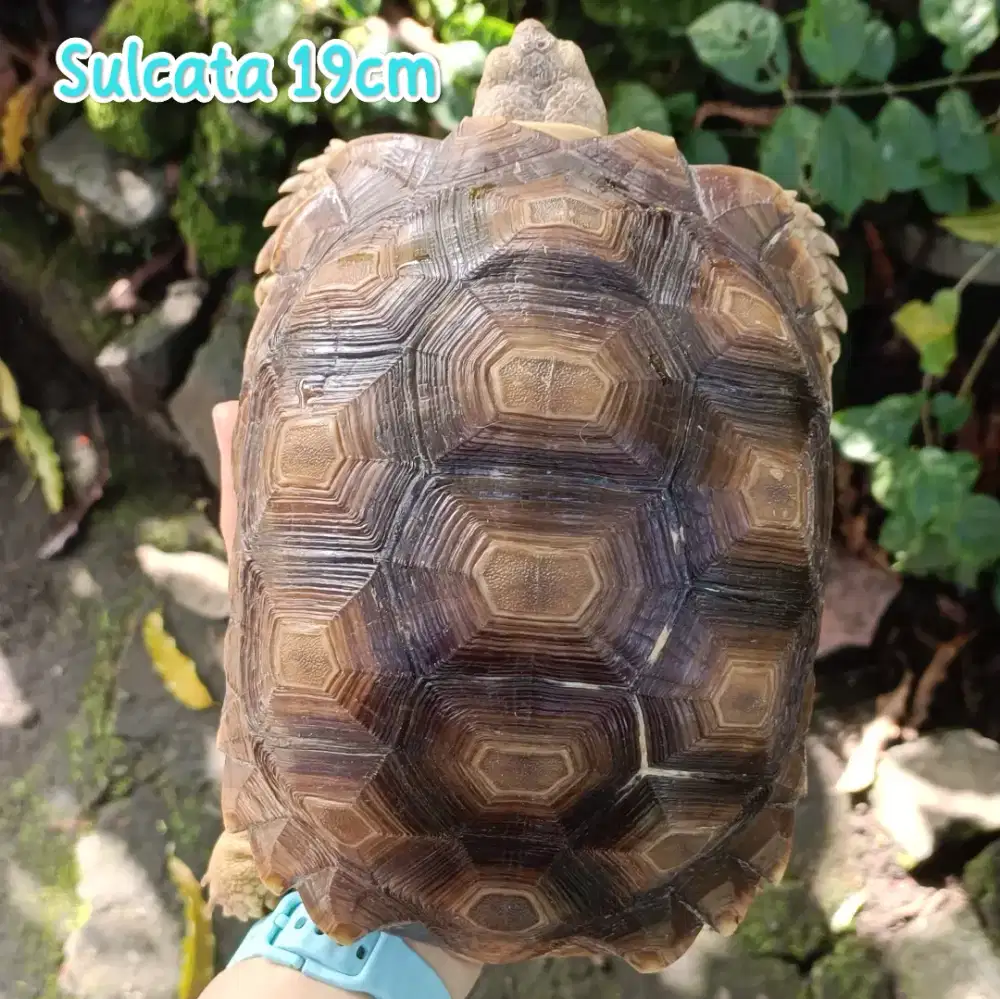 Sulcata 19cm Sehat