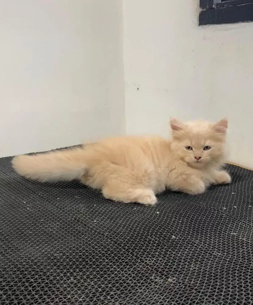 Kitten Scostish Straight