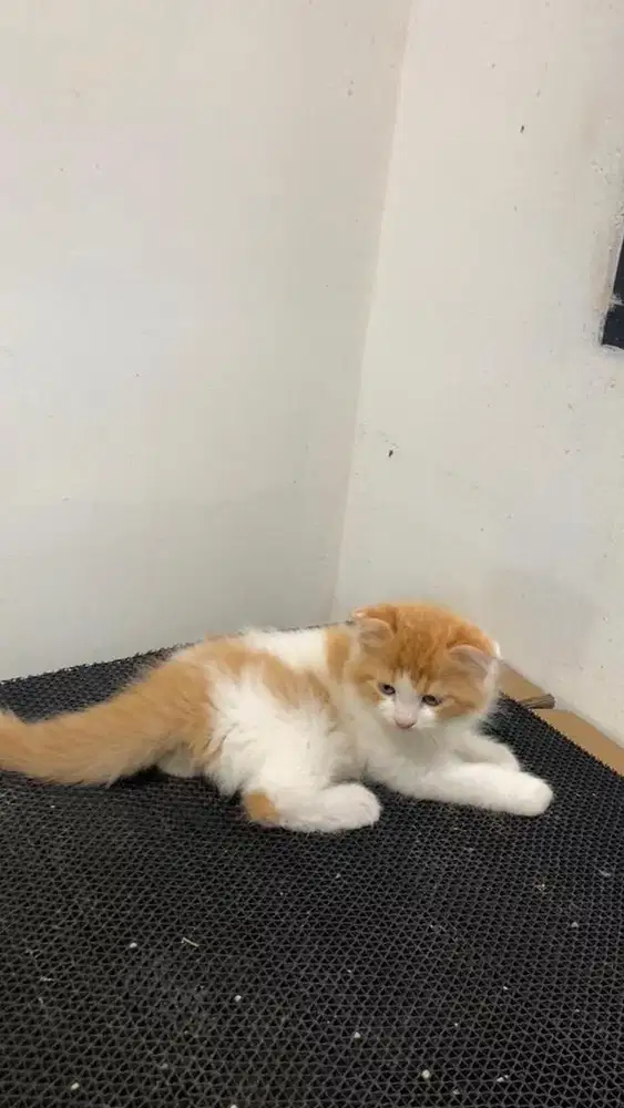 Kitten Scotish Fold