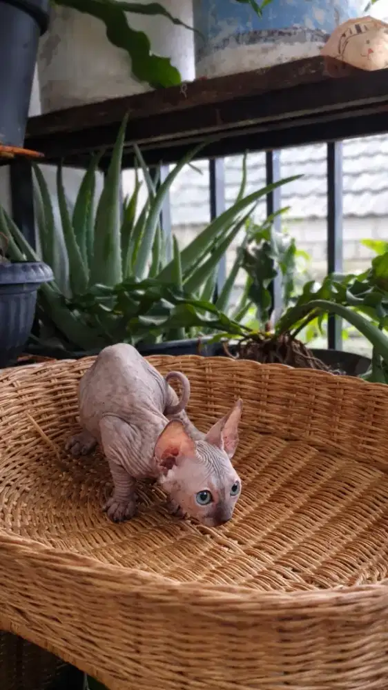 Kitten sphynx (bambino NS) betina warna tortie
