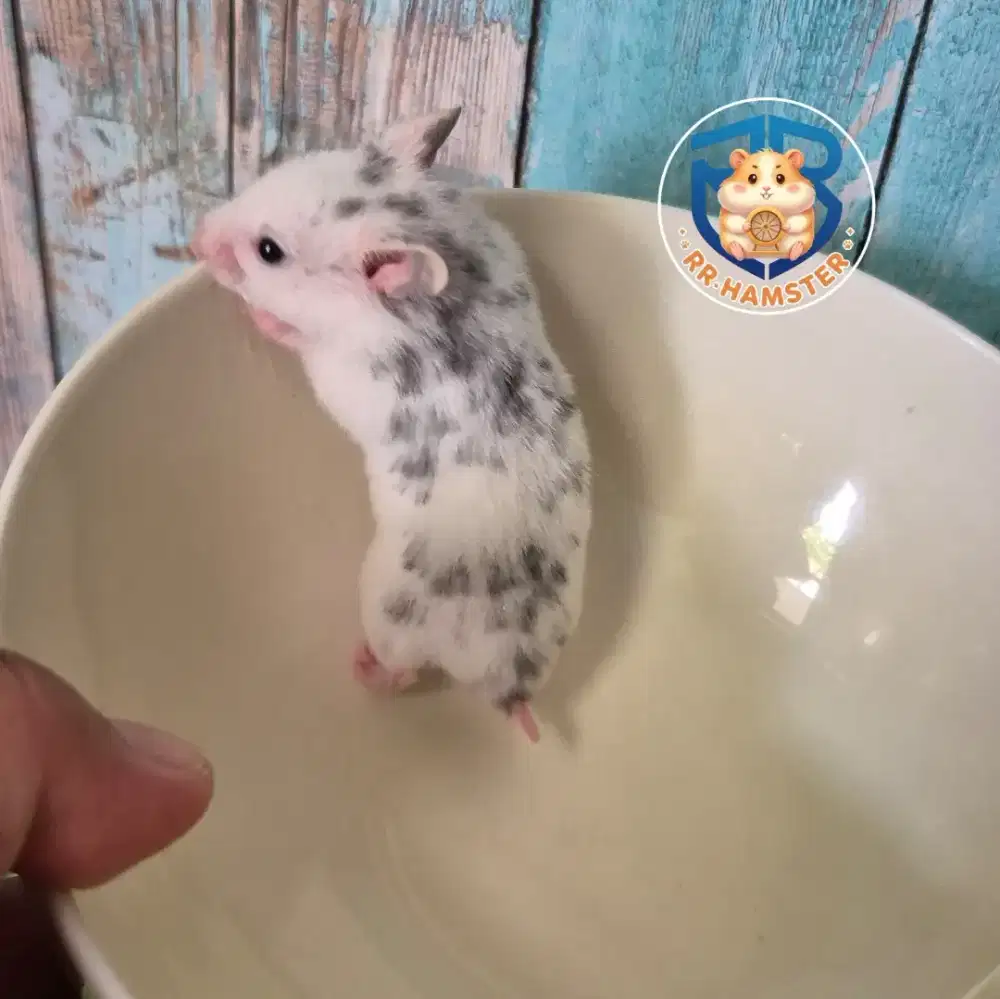 Hamster Syrian Fujiyama Kualitas Terbaik