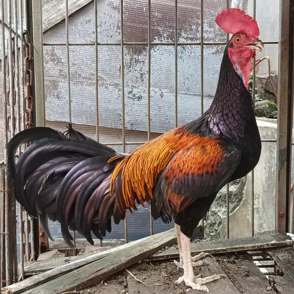 Ayam Bekisar Wiring Mahkota raja