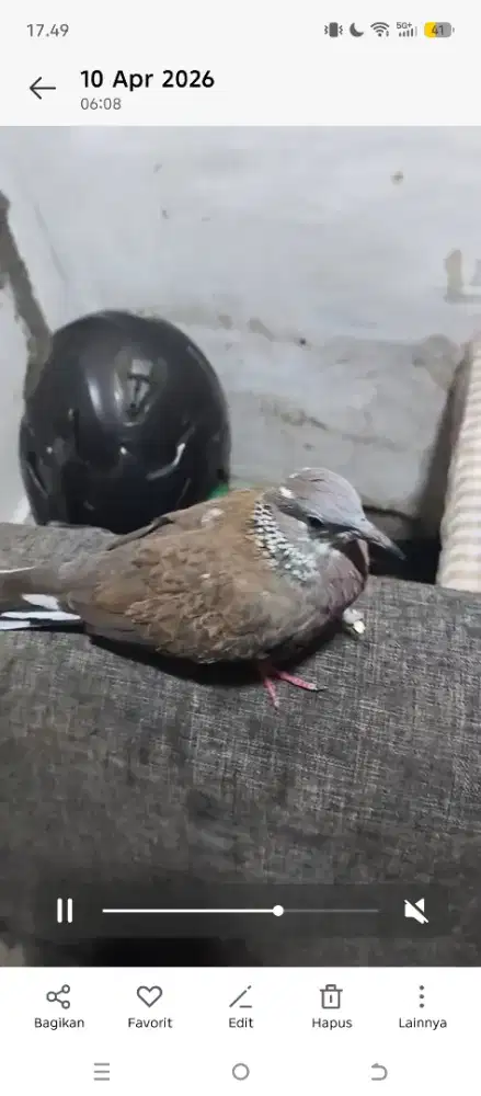 Tekukur jinak pol mkh kuk 1 sandung 2