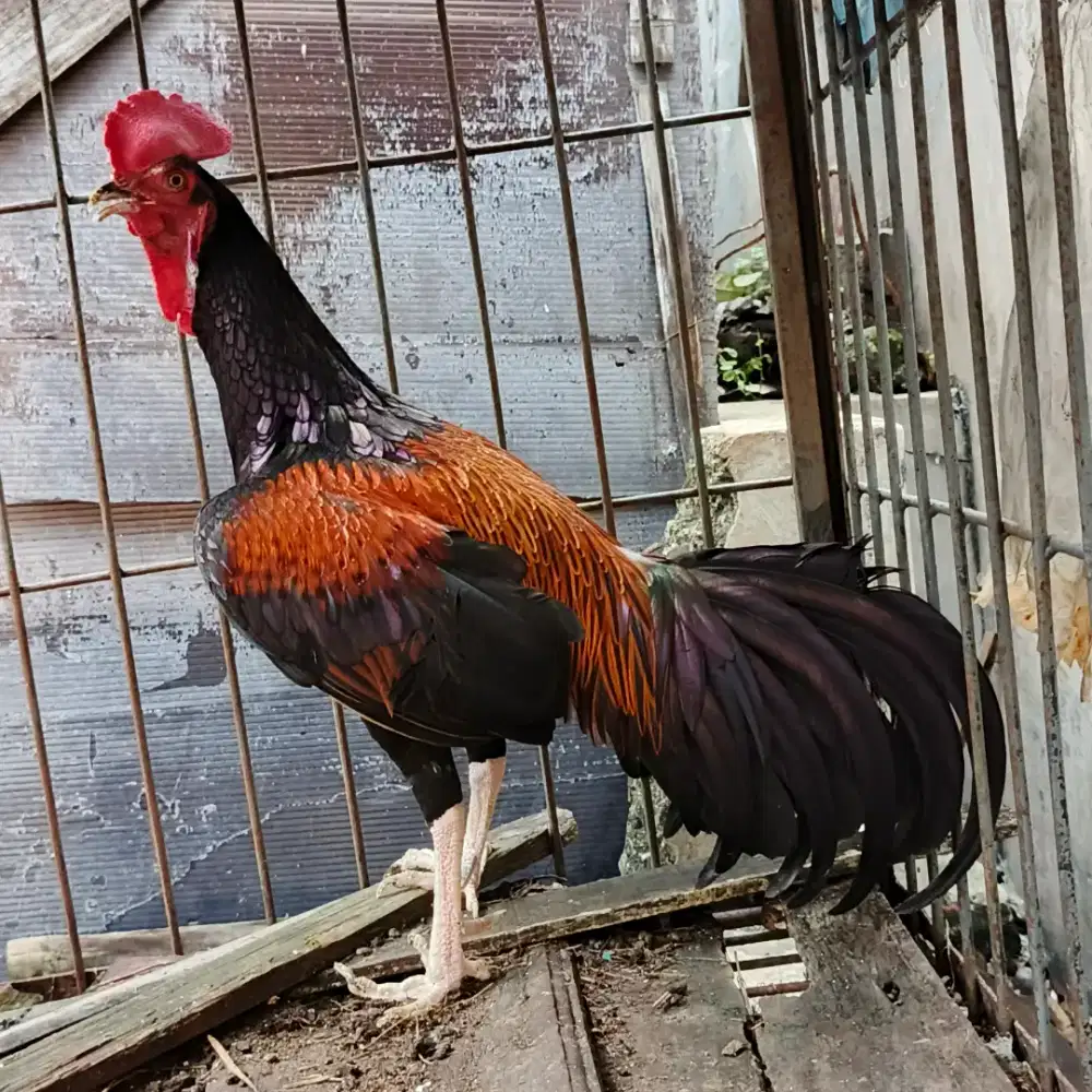 Ayam Bekisar Wiring Gacor Suara Jos dan Ganteng